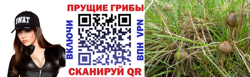 blacksprut маркетплейс  Грозный  Галлюциногенные грибы Magic Shrooms 